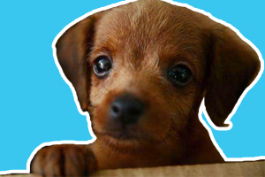 小土狗怎么洗澡