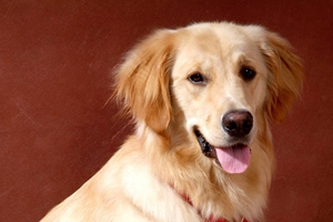 養(yǎng)小狗狗要注意些什么