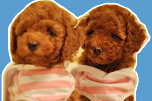 泰迪奶狗怎么喂養(yǎng)方法