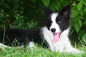 小牧羊犬吃什么食物