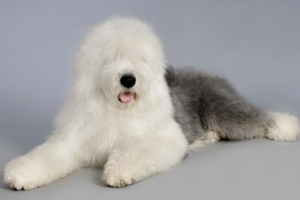 怎么養(yǎng)古牧