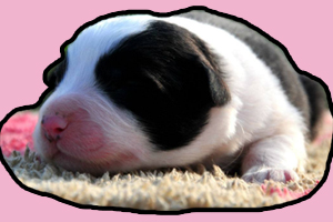 小奶狗為什么一直睡覺