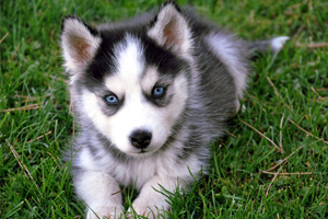 一個(gè)月的哈士奇怎么養(yǎng)