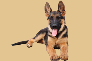 德國牧羊犬吃什么