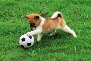 狗狗缺鈣怎么補