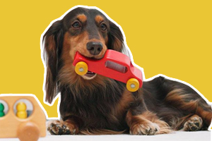 狗狗不玩玩具怎么解決