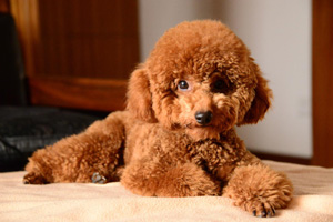 泰迪怎么養(yǎng)胖