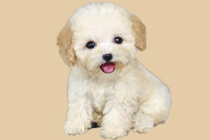 泰迪狗不吃狗糧怎么辦