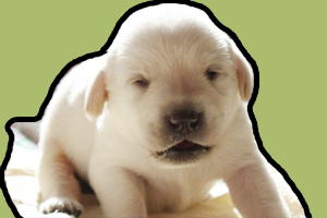 拉布拉多小奶狗怎么養(yǎng)