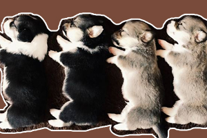 小奶狗怎么養(yǎng)