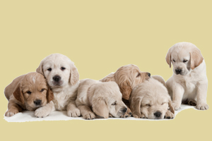 拉布拉多吃什么長(zhǎng)胖