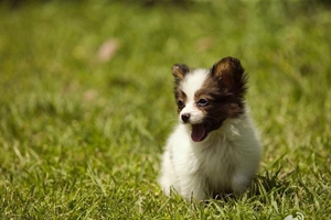 狗狗缺鈣的表現(xiàn)是什么