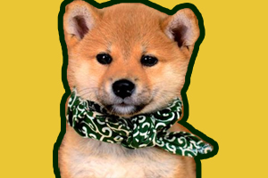 豆柴犬怎么養(yǎng)