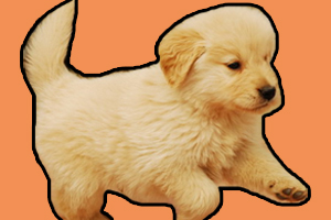 金毛犬喂養(yǎng)方法