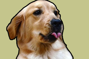 金毛喂養(yǎng)方法