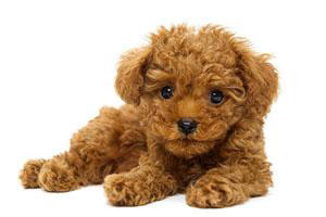 泰迪犬吃什么食物好