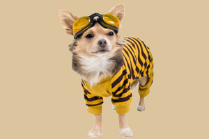 飛機托運寵物流程