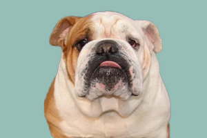 英牛犬怎么養(yǎng)