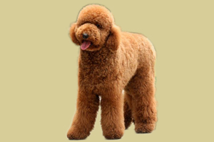 小貴賓犬怎么養(yǎng)