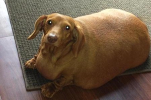 如何給狗狗減肥