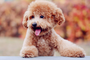 泰迪怎么喂養(yǎng)