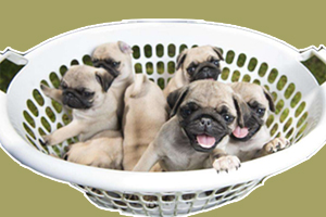 小巴哥犬喂什么