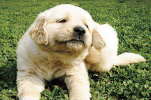 狗身上的蜱蟲怎么去除