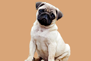 巴哥犬如何喂養(yǎng)