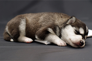 哈士奇幼犬怎么喂食