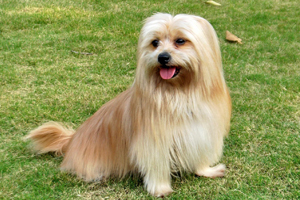 西施狗年齡怎么看