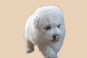 比熊太皮怎么辦