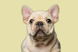 法斗犬什么時候發(fā)情