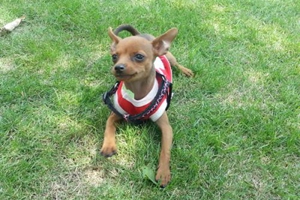 小鹿犬發(fā)情了怎么知道