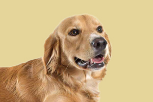 金毛犬什么時間交配