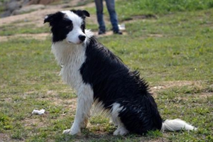 發(fā)情期狗狗注意事項(xiàng)