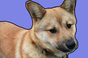 土狗怎么訓(xùn)練游泳