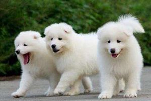 薩摩耶很調(diào)皮怎么辦