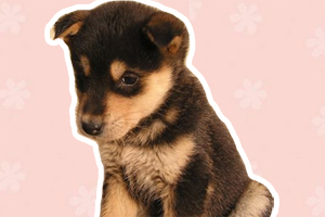 小狗怎么訓練聽話