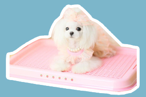 小狗怎么訓練大小便