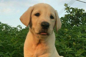 拉布拉多什么時候訓練