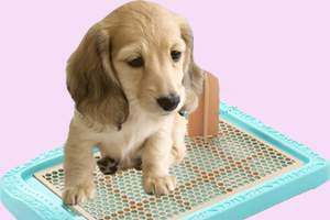 訓(xùn)練小狗大小便怎么訓(xùn)