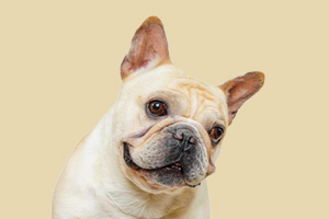 法斗發(fā)情期在什么時候