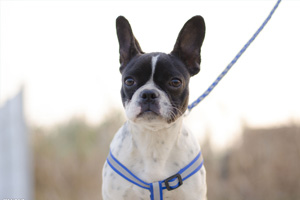 法國斗牛犬發(fā)情怎么辦