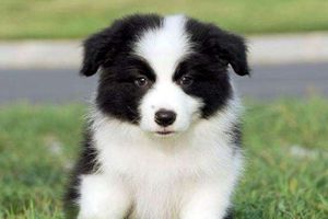 怎么樣把邊牧狗養(yǎng)胖