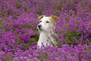 小狗狗生寶寶怎么辦