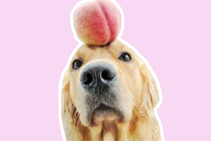 寵物狗拒食訓(xùn)練怎么訓(xùn)