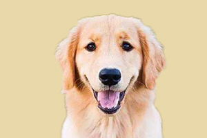 金毛發(fā)情期是什么時候