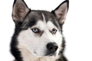 阿拉斯加什么時間配種