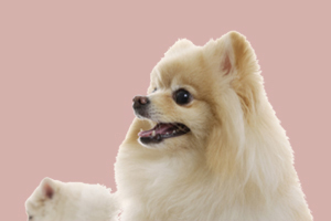 懷孕狗狗吃什么有營養(yǎng)