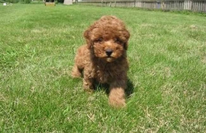 狗狗大便帶血是怎么回事